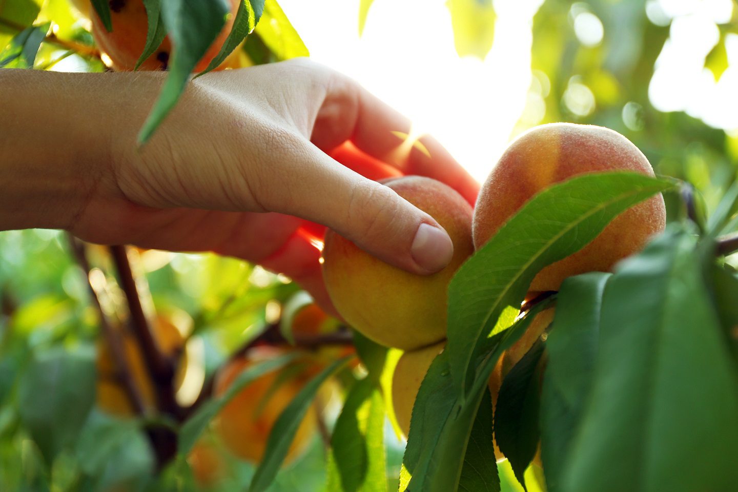 Picking ripe peach fruit off tree branch