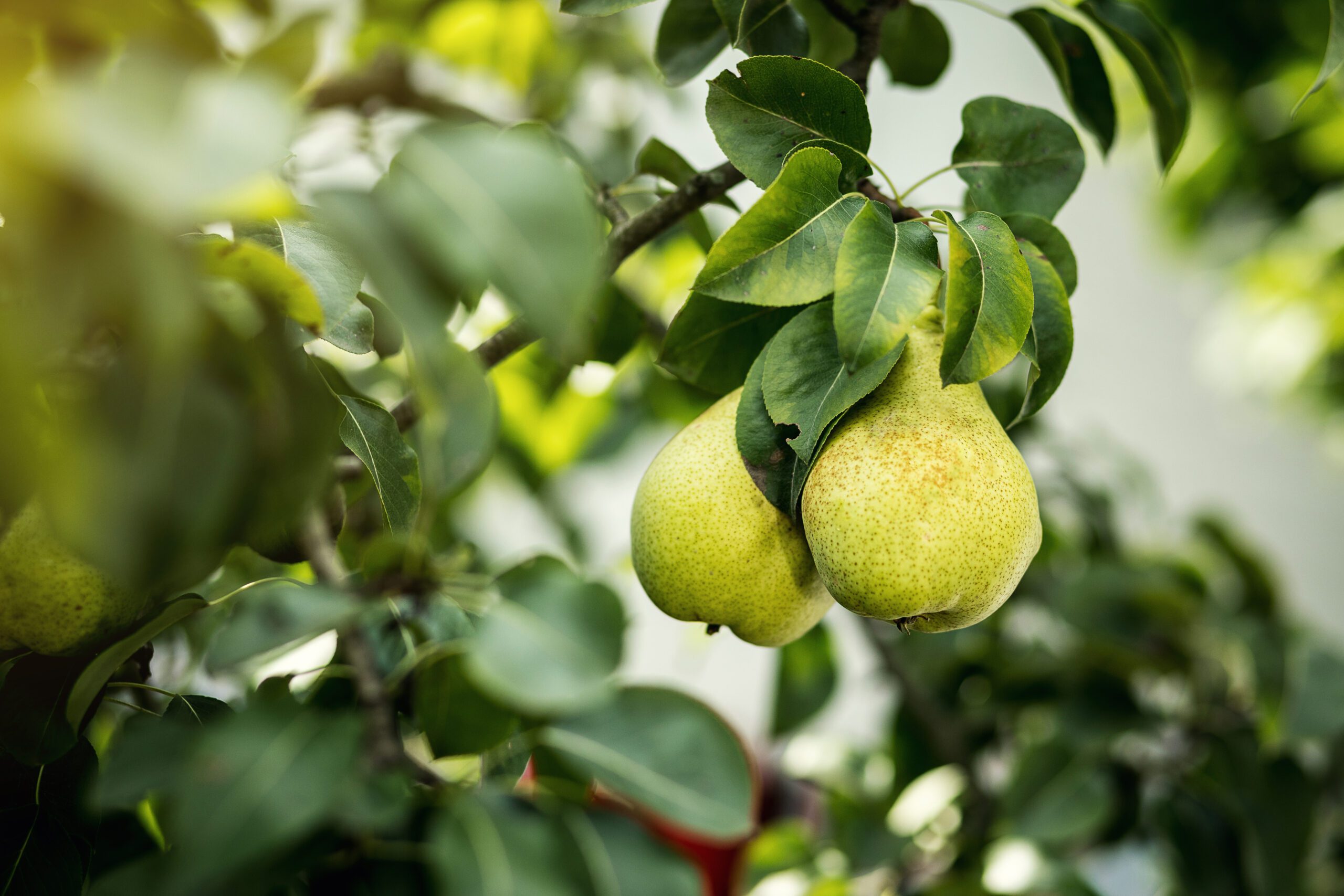Pear crops